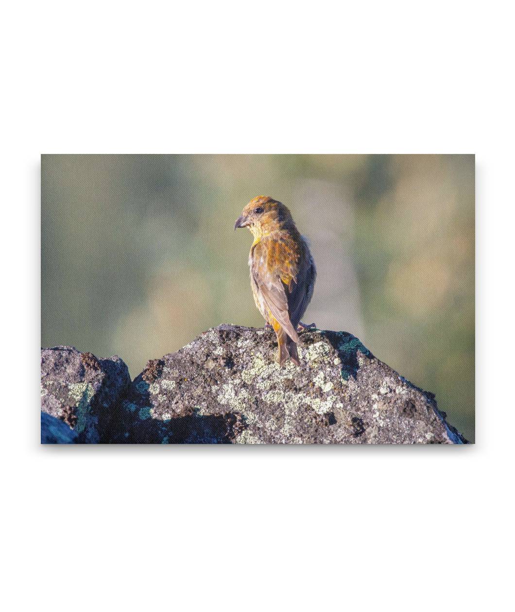 Red Crossbill, Carpenter Mountain Fire Lookout, HJ Andrews Forest, Oregon, USA