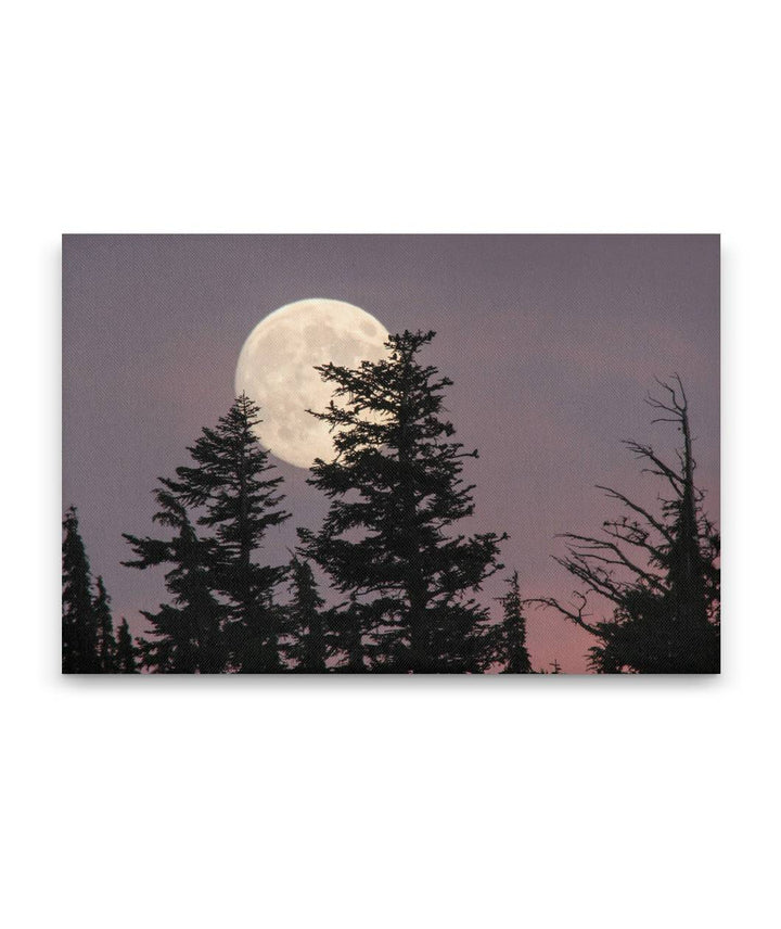 Moonrise Behind Mountain Hemlocks, Crater Lake National Park, Oregon