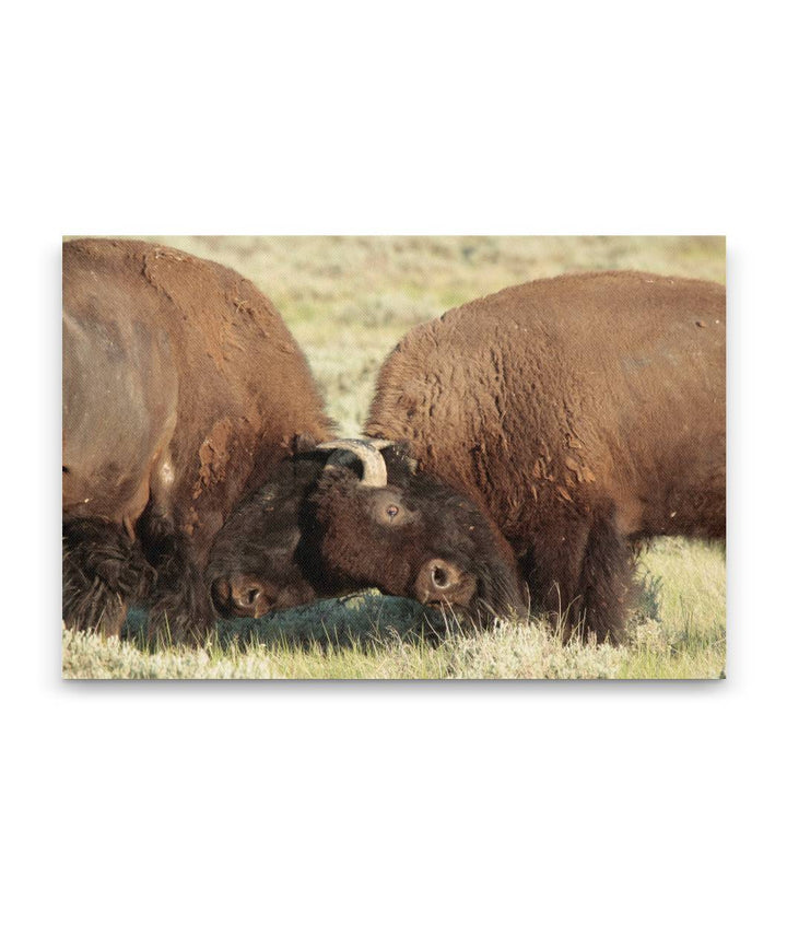 American bison, buffalo, American Prairie Reserve, Montana