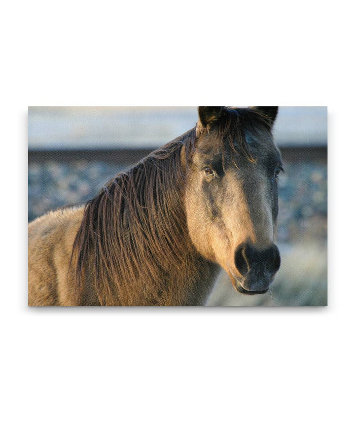 Horse at Sunset, Livingston, Montana