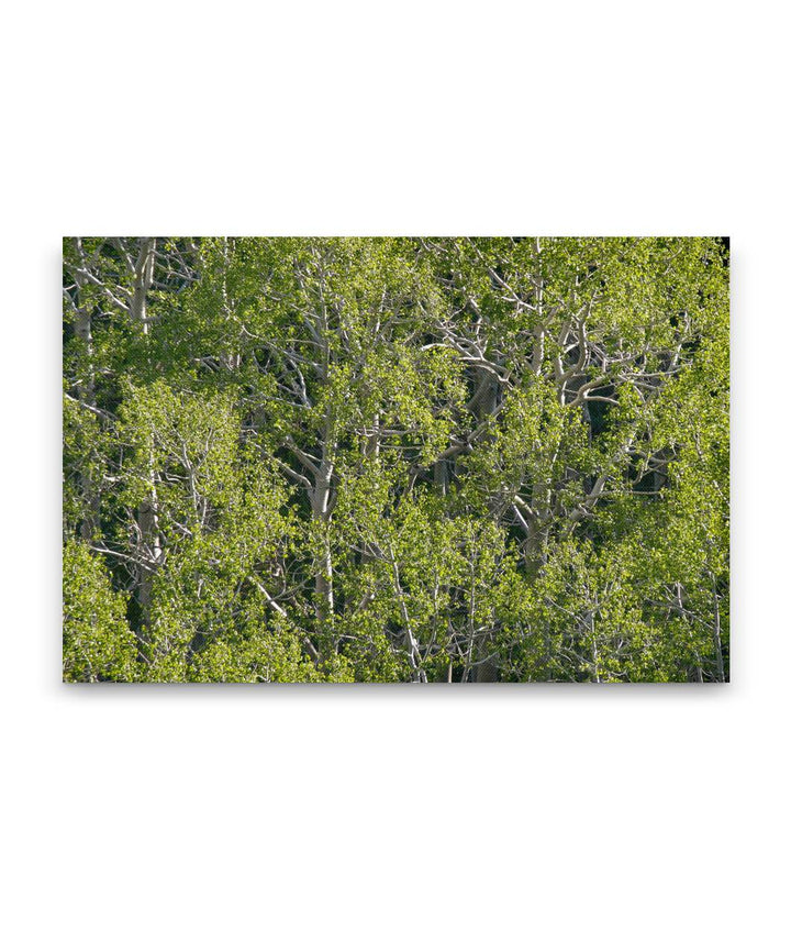 Quaking Aspen, Great Basin National Park, Nevada, USA