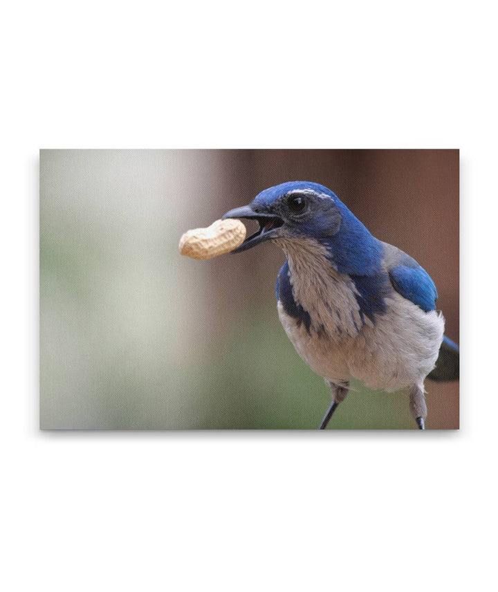 Western scrub jay With Peanut, Agency Lake, Oregon