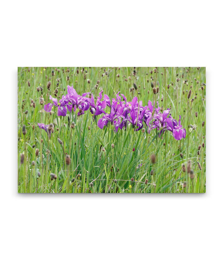 Purple-flowering Oregon iris, William Finley National Wildlife Refuge, Oregon