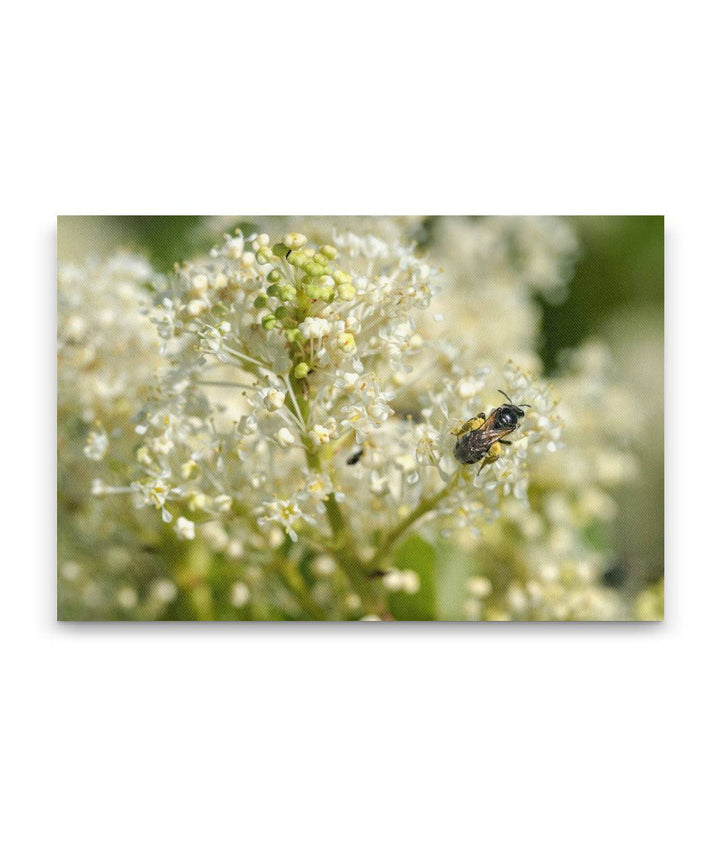 Flowering Deer Brush and Bee, Hogback Mountain, Klamath Falls, Oregon, USA