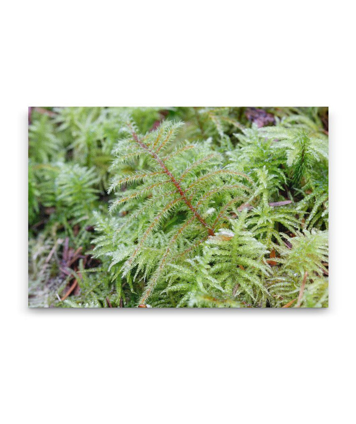 Oregon Beaked Moss, Lookout Creek Old-Growth Trail, H.J. Andrews Forest, Oregon