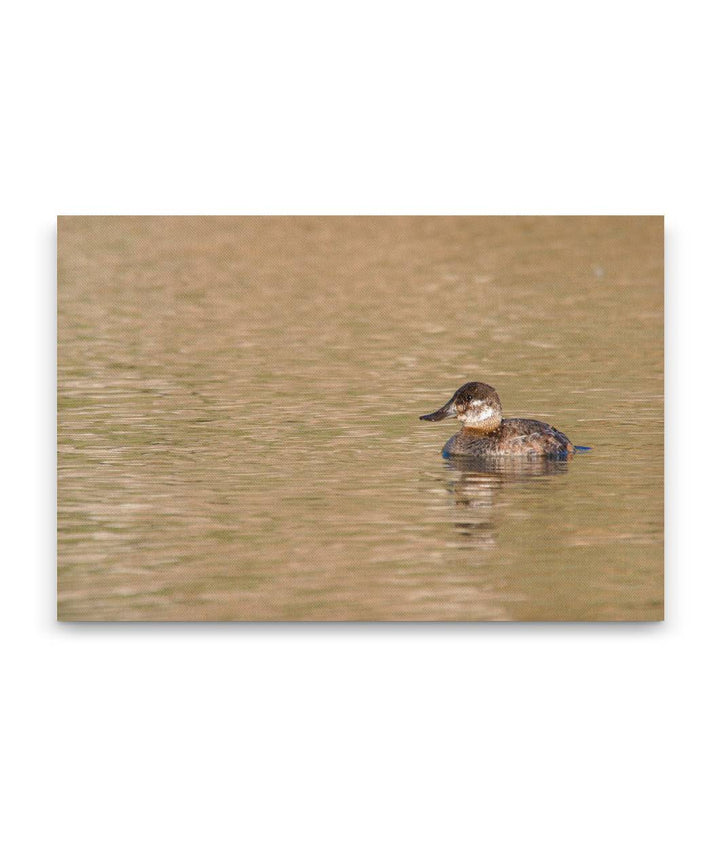 Bufflehead, Tule Lake National Wildlife Refuge, California, USA