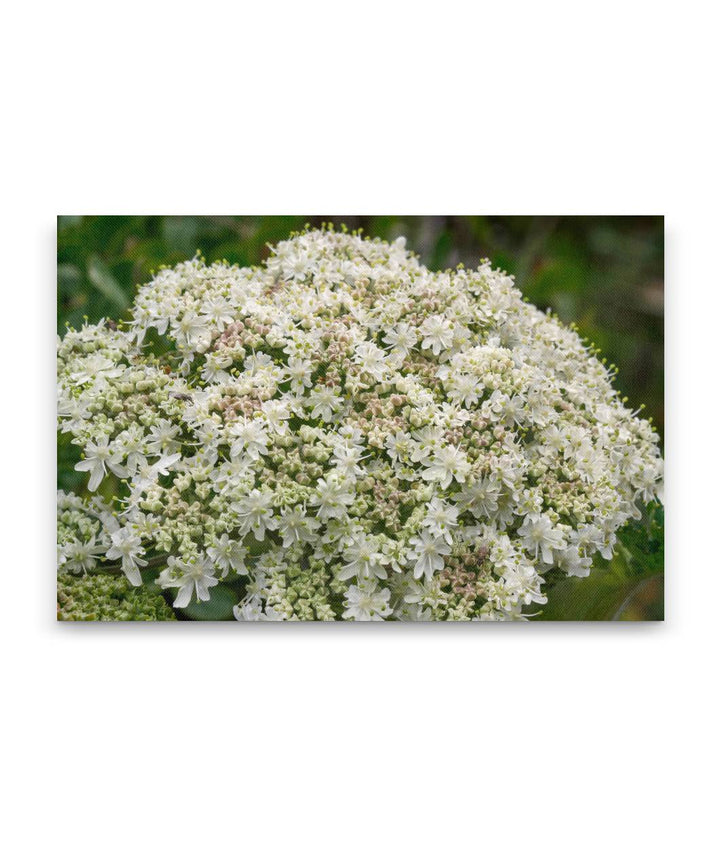 Cow Parsnip, Elk Head Trail, Trinidad State Beach, California, USA