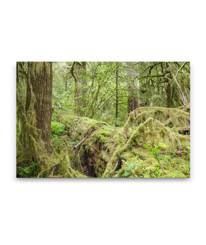 Old-Growth Forest, Reference stand 2, HJ Andrews Experimental Forest, Oregon