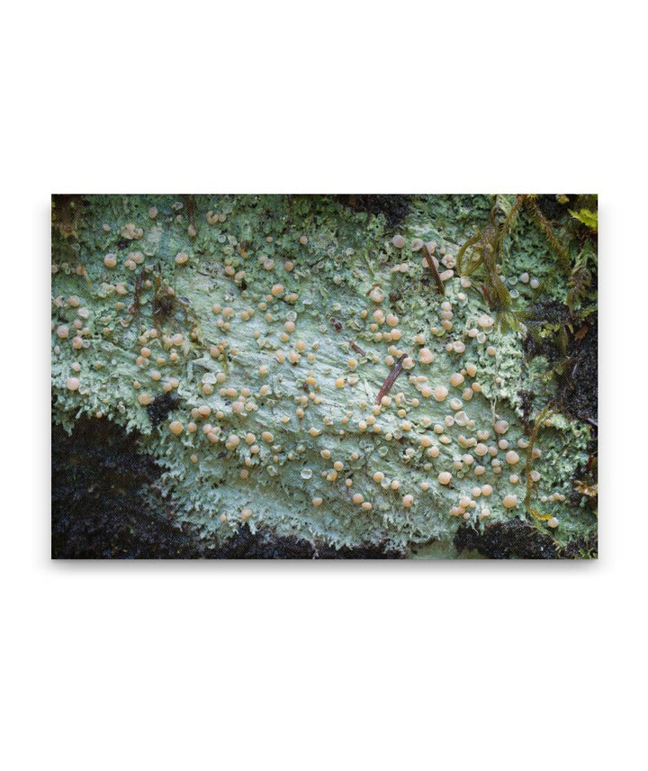 Candy Lichen, Lookout Creek Old-Growth Trail, HJ Andrews Forest, Oregon, USA