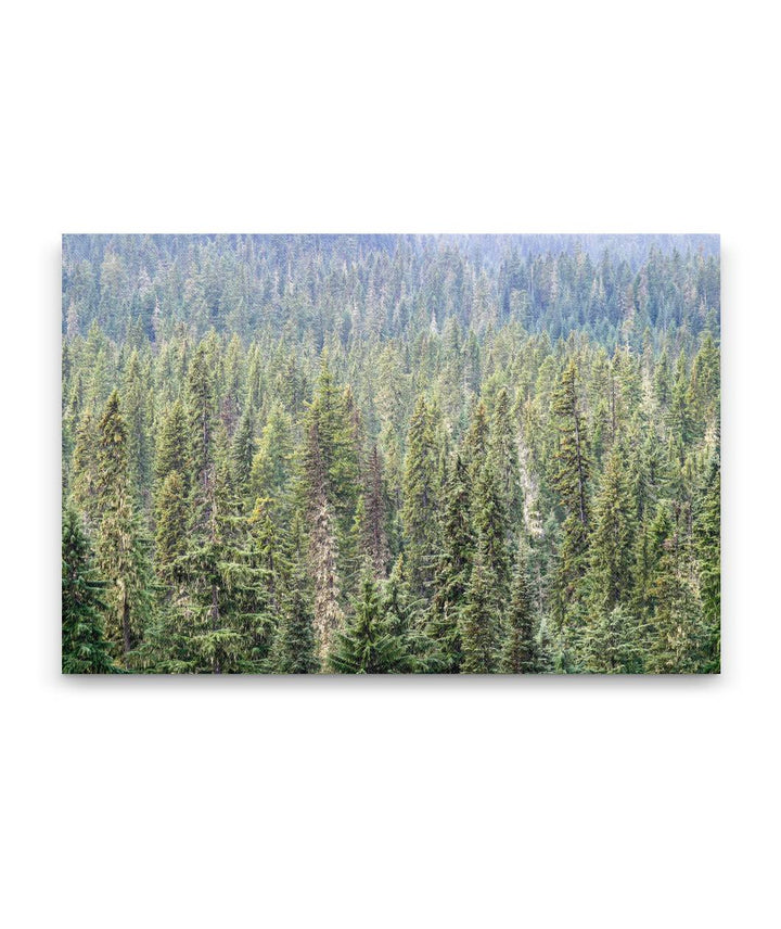 Forest and Mist, Diamond Peak Wilderness, Oregon, USA