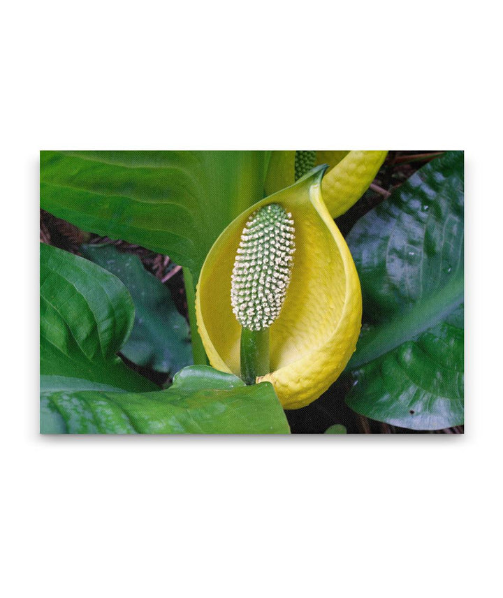 Skunk cabbage, Trillium Falls Trail, Redwood National Park, California