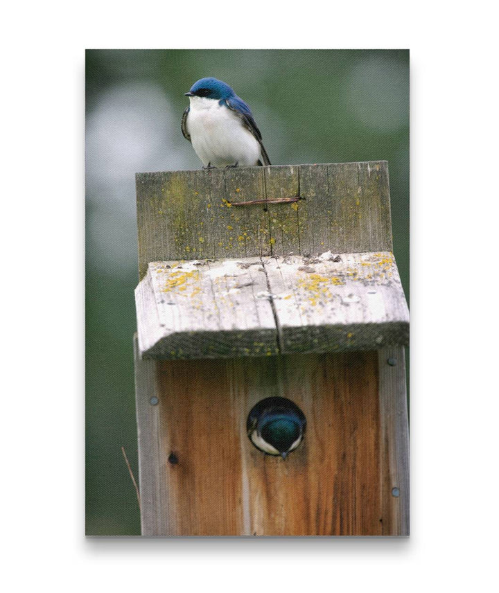 Tree Swallows and birdhouse, Turnbull National Wildlife Refuge, Washington