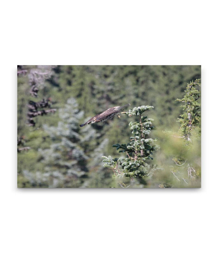 Raptor Diving From Noble Fir Tree, Carpenter Mountain, HJ Andrews Forest, Oregon, USA