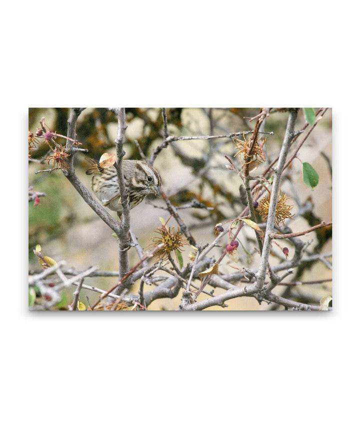 Song Sparrow Eating Berries, Hogback Mountain, Klamath Falls, Oregon, USA