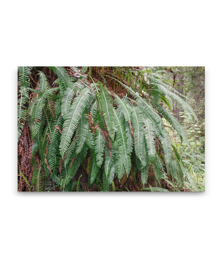 Deer ferns, Ossagon Trail, Prairie Creek Redwoods State Park, California, USA