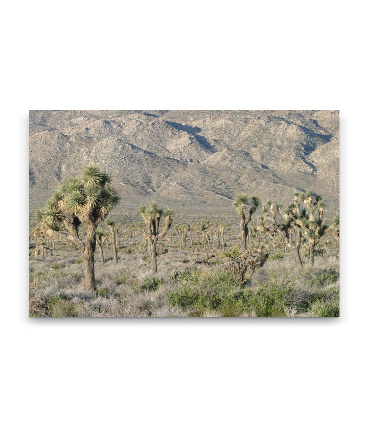 Joshua Tree Woodland, Joshua Tree National Park, California