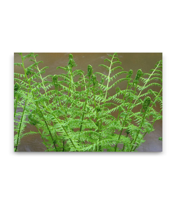 Lady Fern, Prairie Creek Trail, Prairie Creek Redwoods State Park, California