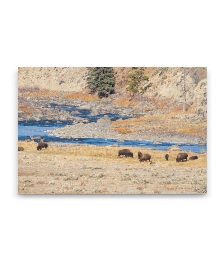 American Bison, Yellowstone National Park, Wyoming