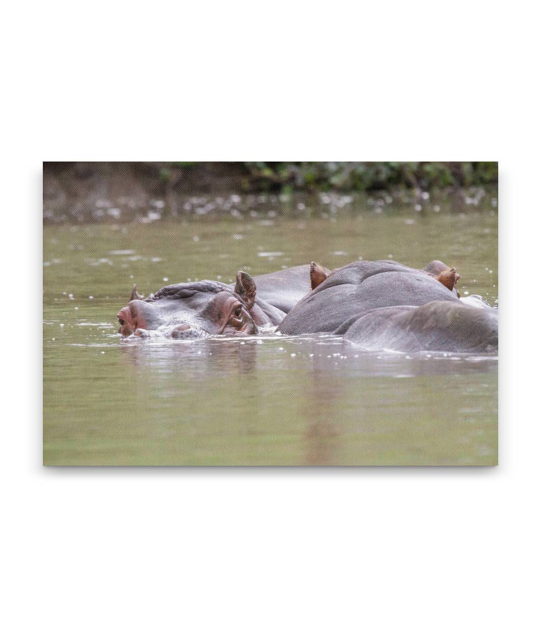 Hippopotamus, Wild Animal Park, Winston, Oregon, USA