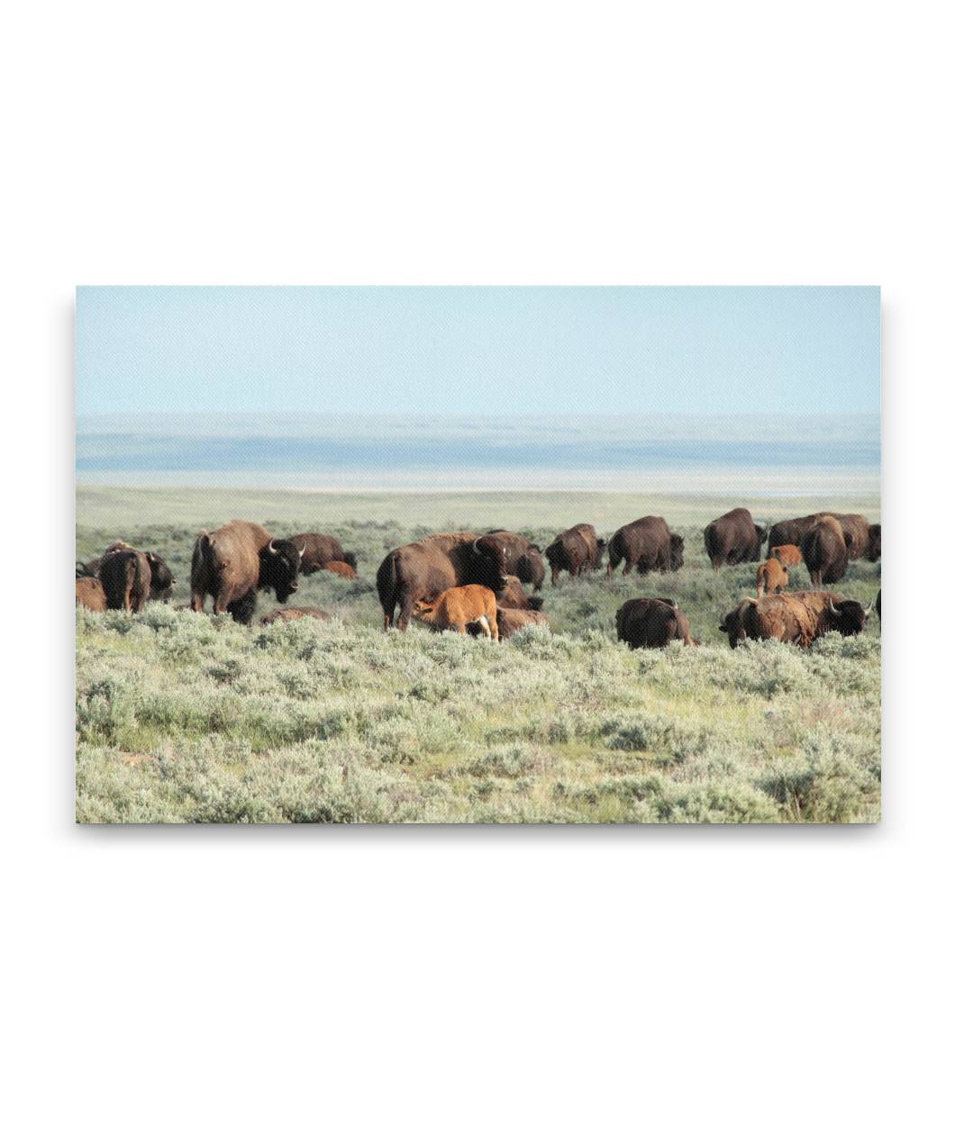 American bison herd, American Prairie Reserve, Montana