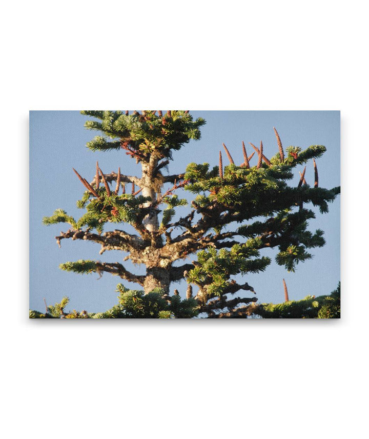 Pacific silver fir cone spikes, Carpenter Mountain, Oregon