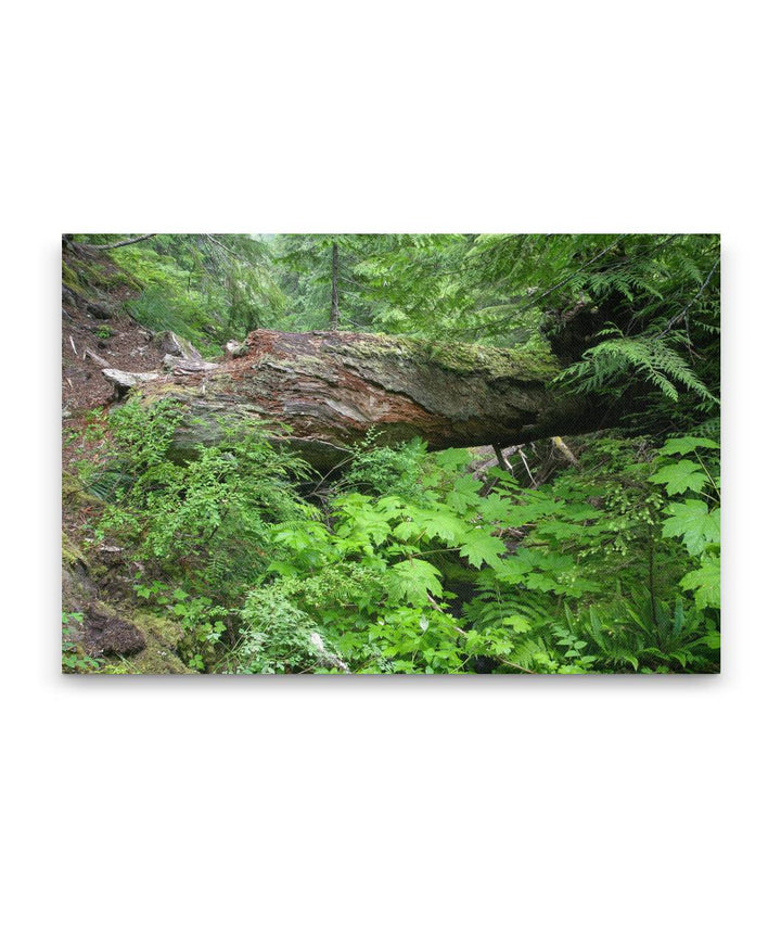 Natural Bridge Across Lookout Creek, Lookout Creek Old-growth Trail, Oregon