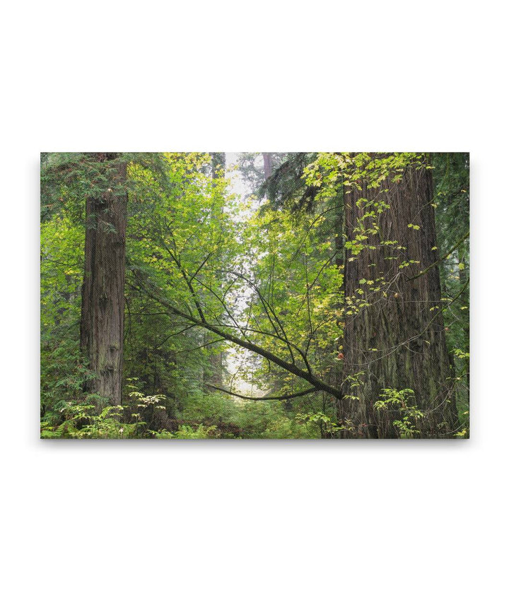 Bigleaf maple in redwood forest, Humboldt Redwoods State Park, California, USA