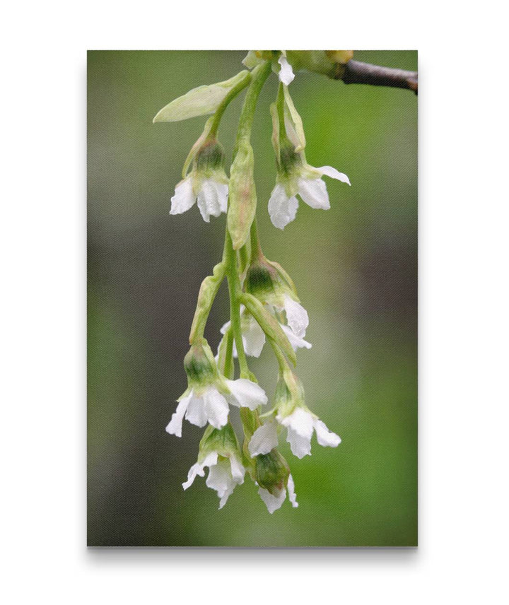 Flowering Osoberry or Indian plum, Eugene, Oregon