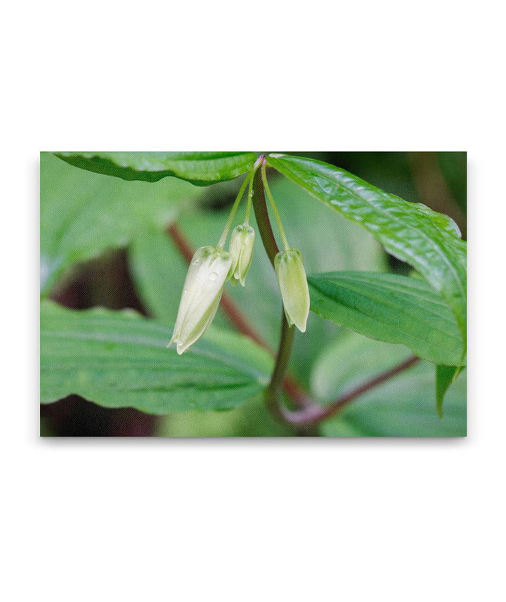 Hooker's fairybell, Giant Spruce trail, Cape Perpetua Scenic Area, Siuslaw National Forest, Oregon