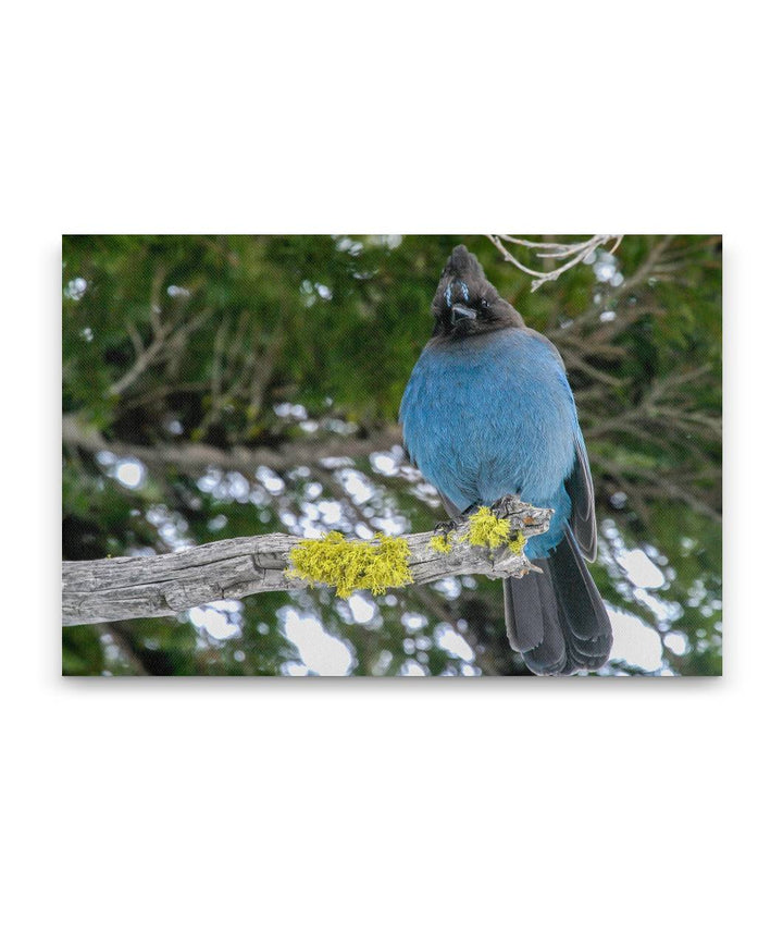 Steller's Jay, Crater Lake National Park, Oregon, USA