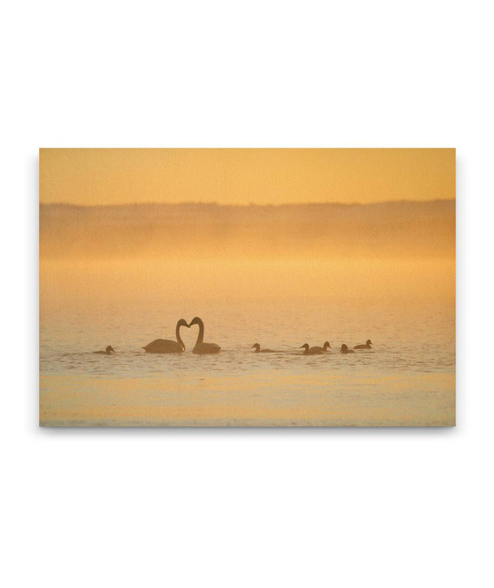 Tundra swans at Sunrise, Tule Lake National Wildlife Refuge, California