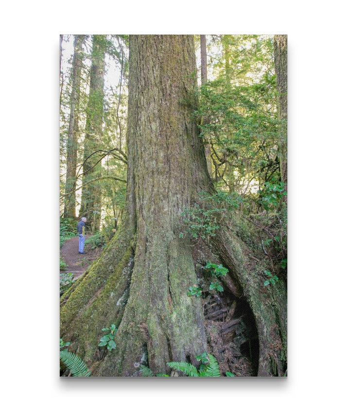 Western Hemlock, Prairie Creek Redwoods State Park, California, USA