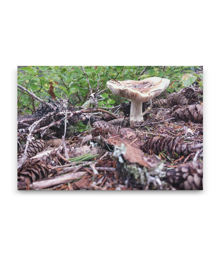 Mushroom Along Carpenter Mountain Trail, HJ Andrews Forest, Oregon