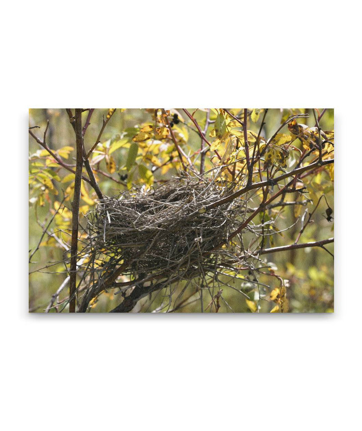 Bird nest in rose shrubs, Turnbull National Wildlife Refuge, Washington