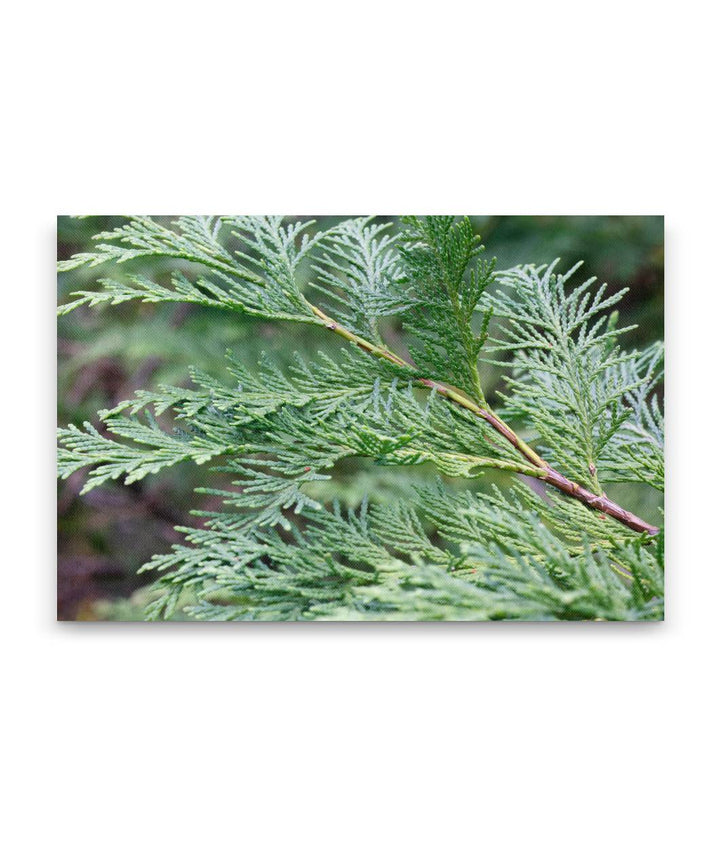 Port Orford Cedar branch, Myrtle Creek Botanical Trail, California