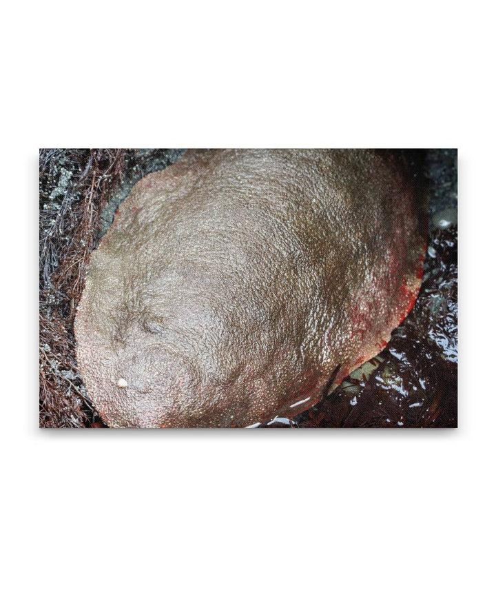 Gumboot Chiton, Martin Creek Beach, Trinidad, Northern California, USA