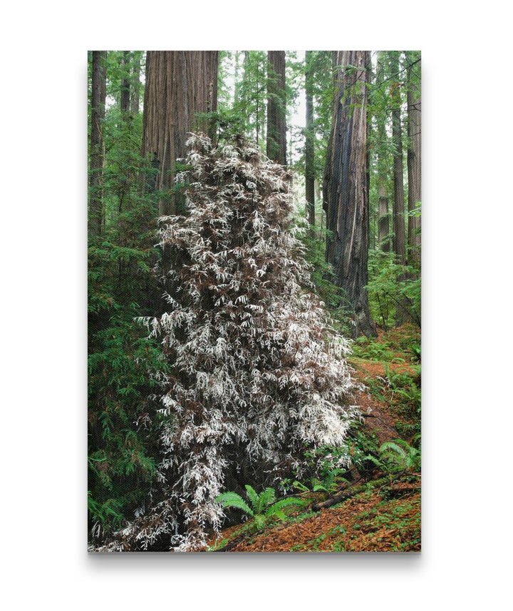 Albino/Ghost Redwood, Humboldt Redwoods State Park, California