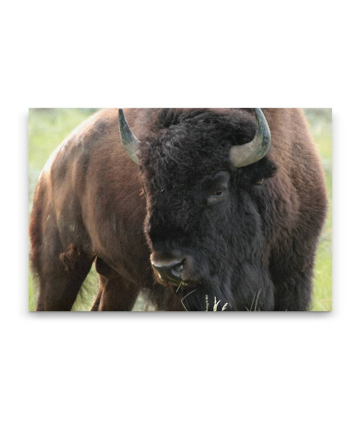 American Bison Bull on Eastern Montana Prairie
