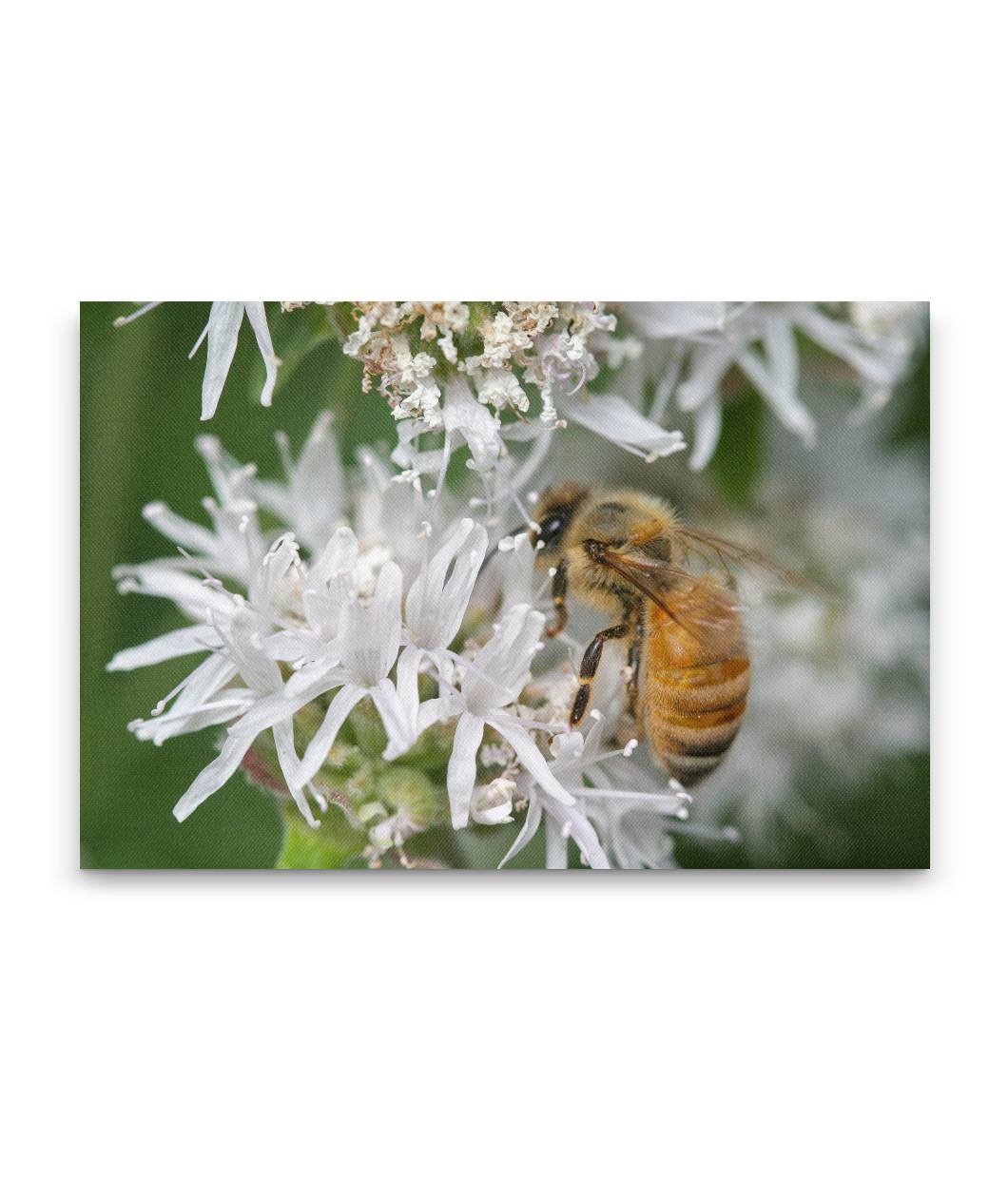 Honey Bee and Mountain Coyote Mint, Lassen Volcanic National Park, California