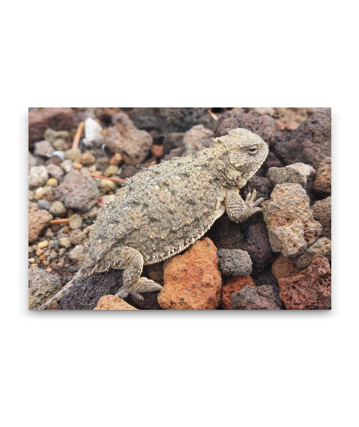 Desert Horned Lizard, Sand Mountain, Willamette National Forest, Oregon, USA