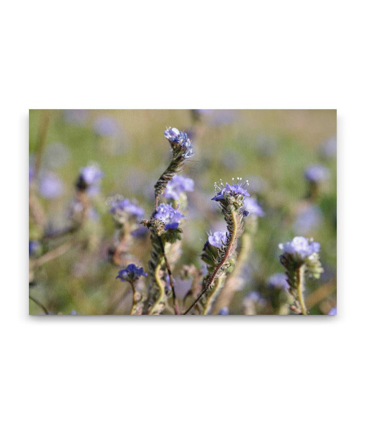 Wild Heliotrope, Joshua Tree National Park, California, USA