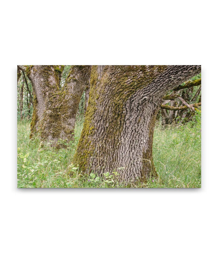 Oregon White Oak, William L. Finley National Wildlife Refuge, Oregon