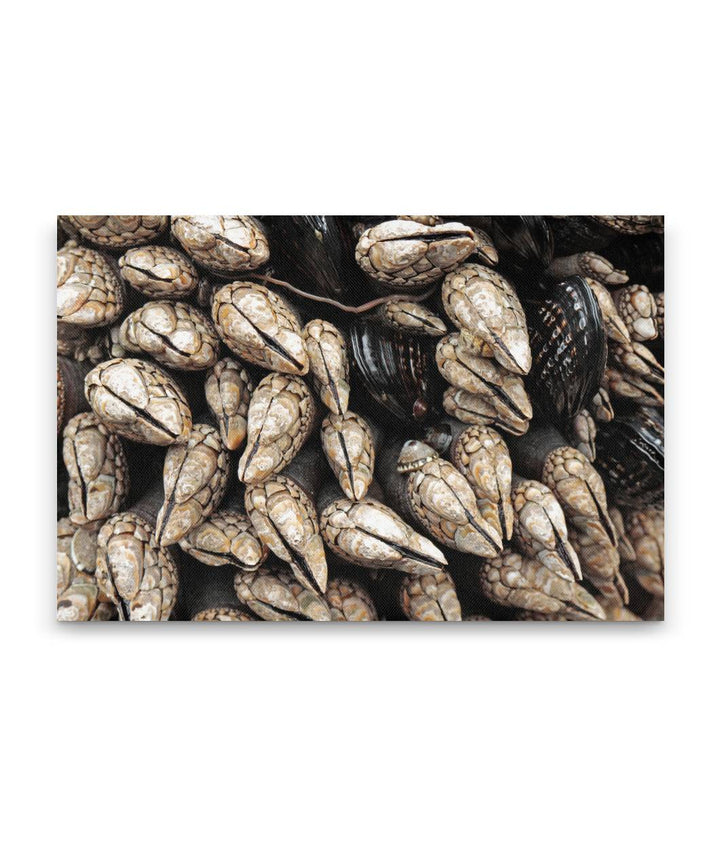 Goose Barnacles and California Mussels, Martin Creek Beach, Trinidad, California, USA