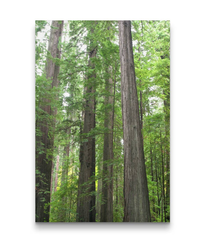 Coastal Redwood Forest, Humboldt Redwoods, California