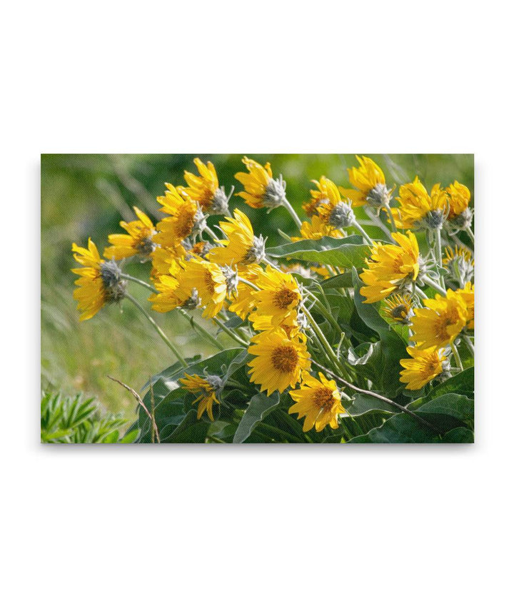 Arrowleaf Balsamroot Blowing In Wind, Steptoe Butte State Park, Washington