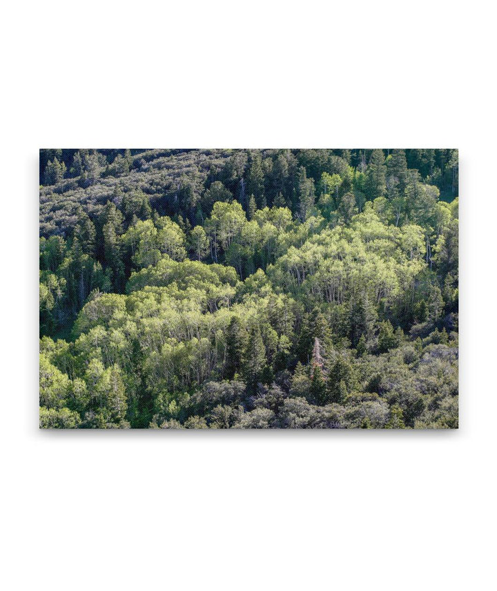 Fir-Aspen Forest Belt, Great Basin National Park, Nevada, USA