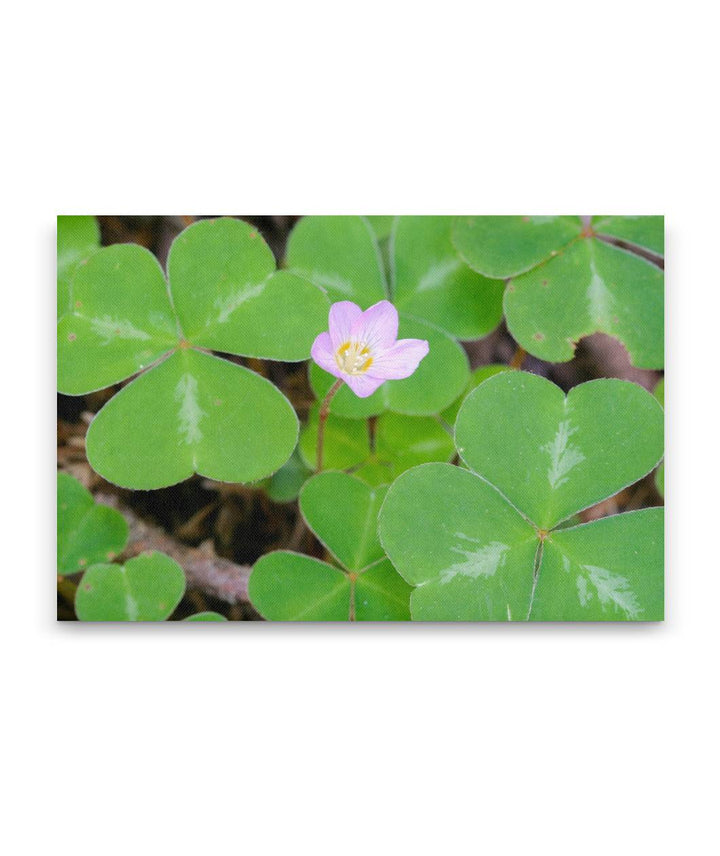 Redwood Sorrel, Humboldt Redwoods State Park, California, USA