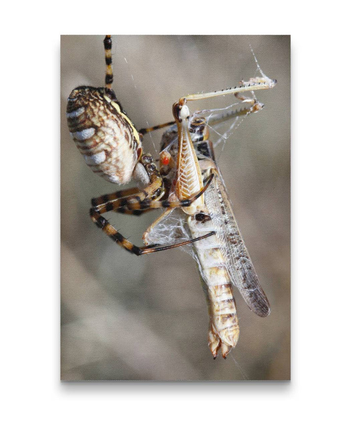 Spider and Grasshopper Prey, American Prairie Reserve, Montana