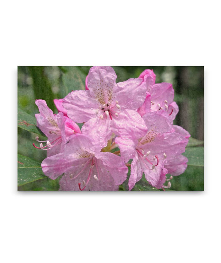 Pink-flowering Pacific Rhododendron, H.J. Andrews Experimental Forest, Oregon