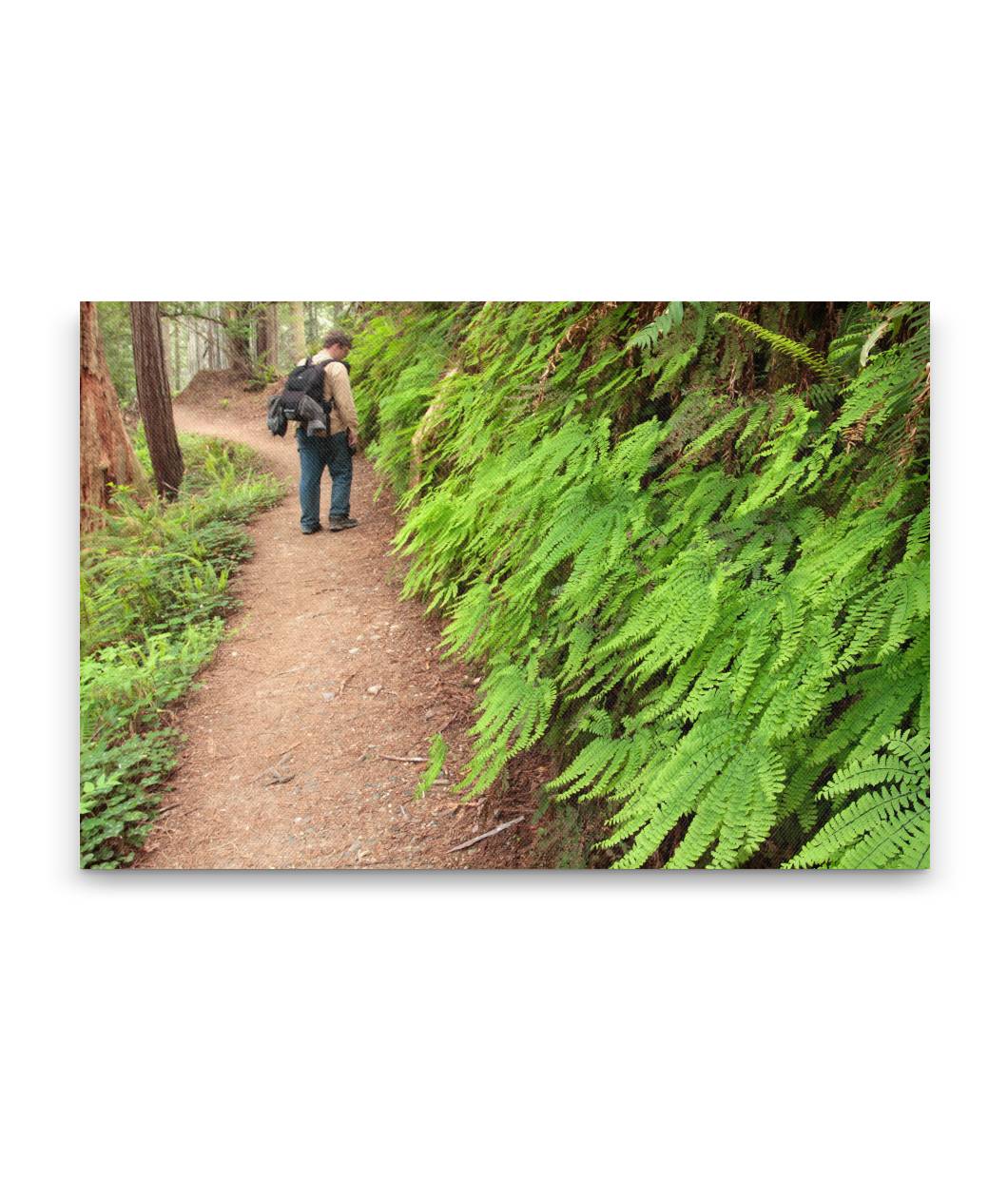 Northern Maidenhair fern, James Irvine Trail, Prairie Creek Redwoods, California